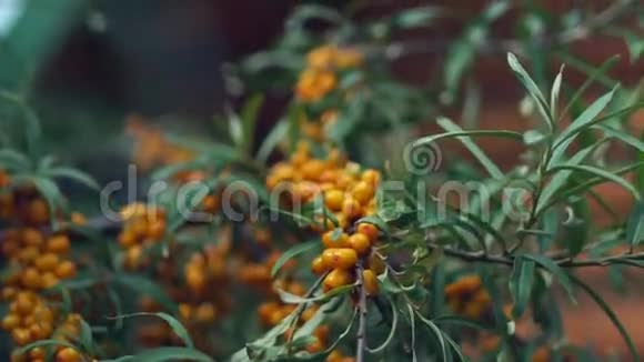 沙棘灌木沙棘灌木灌木上的沙棘浆果视频的预览图