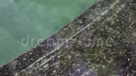 观赏锦鲤鱼在石楼池塘游泳视频的预览图