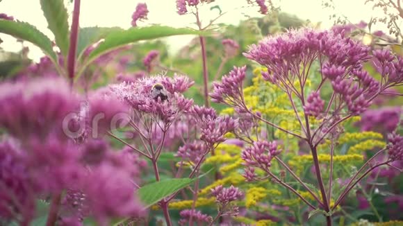 紫色的花在下午慢慢摇摆蜜蜂飞来飞去坐了下来视频的预览图