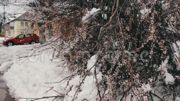 春天暴风雪的后果破碎的开花树雪枝雪和花降雪气候视频的预览图