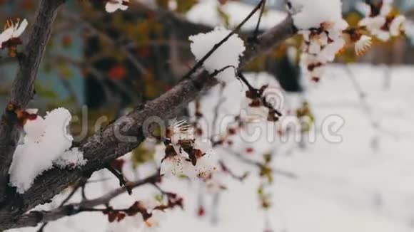 春天开花苹果树枝在雪地里视频的预览图