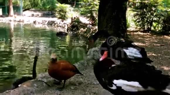 靠近湖边的黑天鹅和鸭子视频的预览图