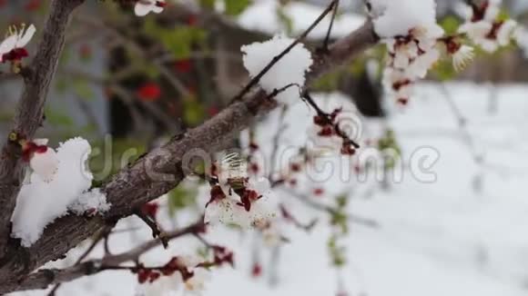 春天开花苹果树枝在雪地里视频的预览图