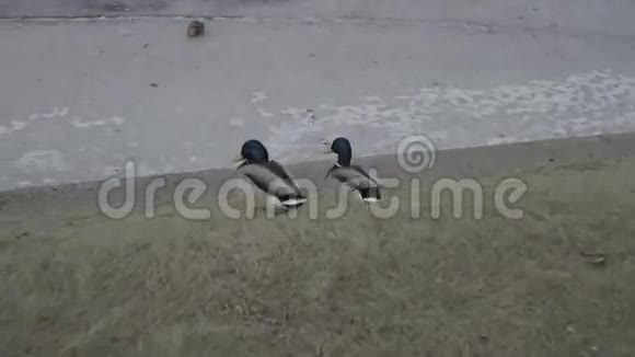 冻河岸边的鸟视频的预览图