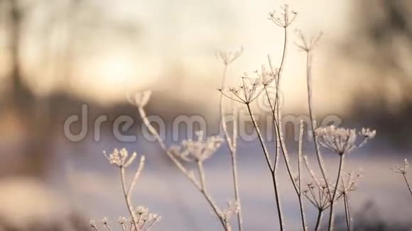 出现霜冻植物在冬季霜冻视频的预览图