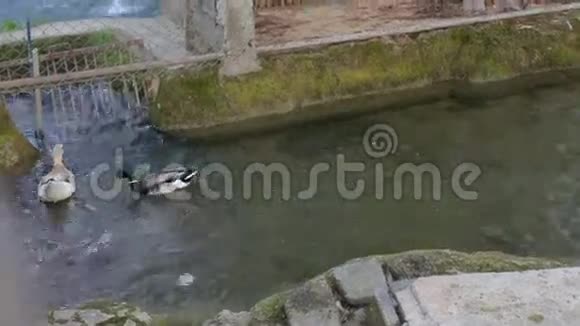 一群五颜六色的鸭子和鹅用纯净的水漂浮在河里视频的预览图