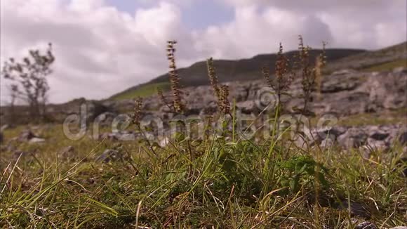爱尔兰风景上的花视频的预览图