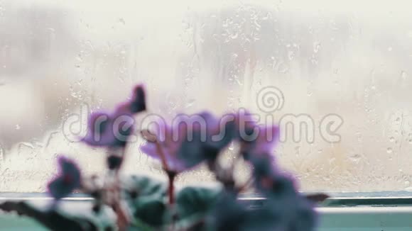 雨天窗台上的花盆里开着花视频的预览图