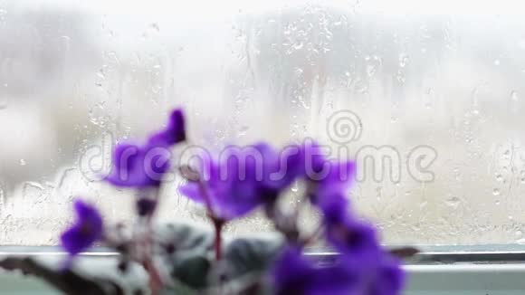 雨天窗台上的花盆里开着花视频的预览图