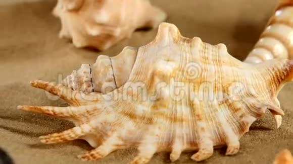 海滩上不同的贝壳和海星的顶部视频的预览图