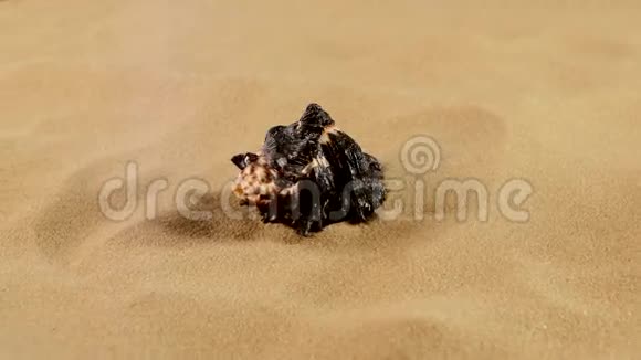 沙滩上罕见的黑色海洋贝壳顶部视频的预览图