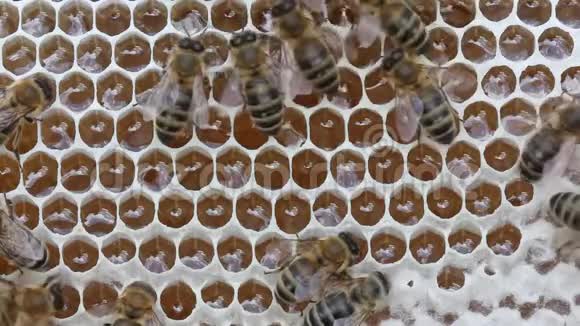 蜜蜂将花蜜转化为蜂蜜并在梳子中关闭视频的预览图