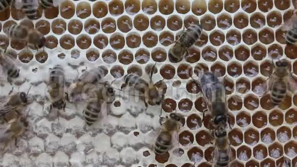 蜜蜂将花蜜转化为蜂蜜并在梳子中关闭视频的预览图