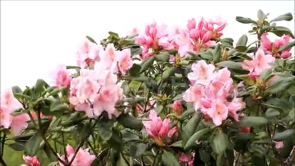 粉红色的杜鹃花开了视频的预览图