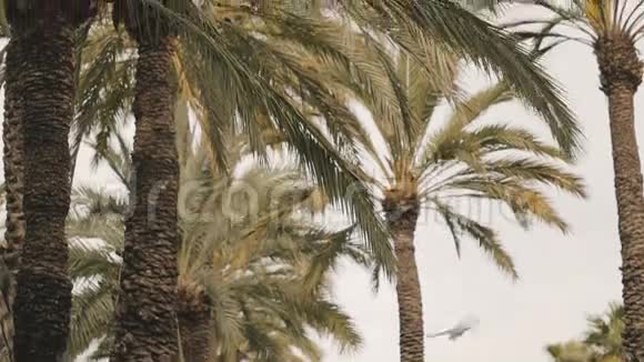 一群鸽子坐在棕榈树上视频的预览图