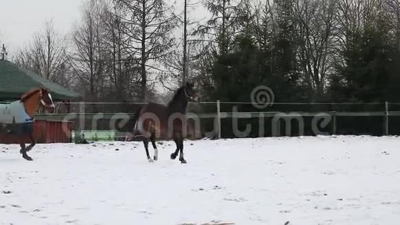 两匹马在草地上奔跑视频的预览图
