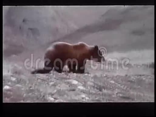 一只大熊在山地上行走视频的预览图