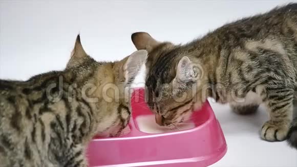 两只可爱的小猫喝牛奶被隔离在白色背景上视频的预览图
