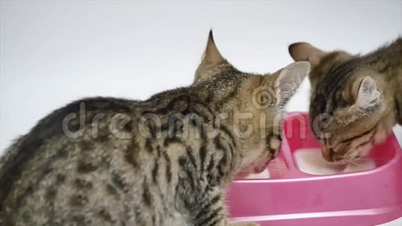 两只可爱的小猫喝牛奶被隔离在白色背景上视频的预览图