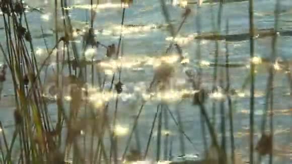 一群水鸟栖息在夏季河流蓝色光滑的水面上视频的预览图