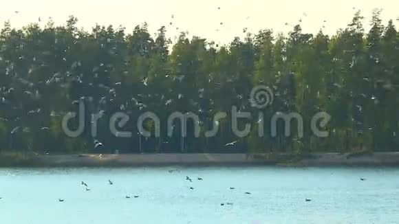 一群水鸟栖息在夏季河流蓝色光滑的水面上视频的预览图