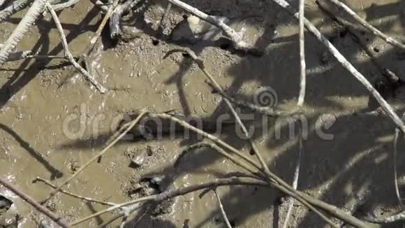 湿地滩涂视频的预览图