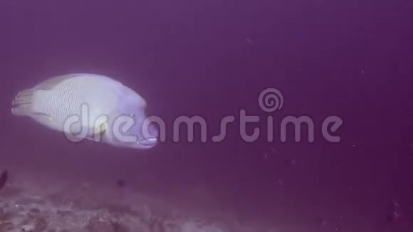仑鱼在马尔代夫海底清澈海底的背景下视频的预览图