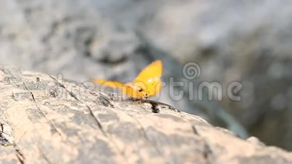 普通的豹蝶栖息在木头上视频的预览图
