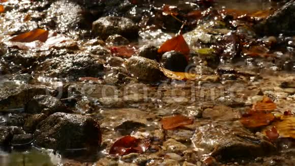 池塘和秋叶的清水视频的预览图