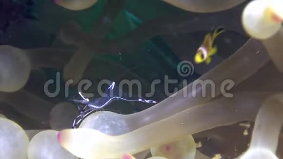 在红海海底的海葵中的虾清洁剂和小丑鱼视频的预览图
