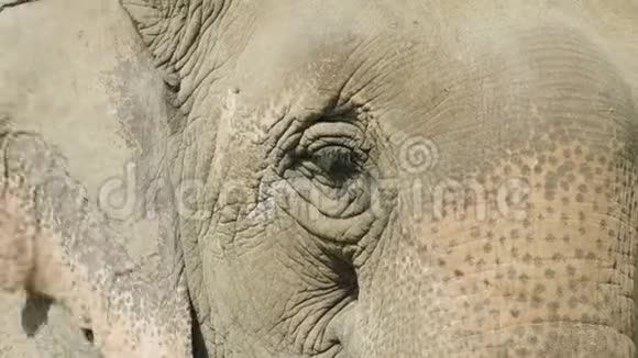大象脸在国家公园奇旺尼泊尔视频的预览图