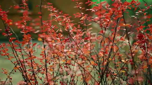 秋天灌木丛上美丽的红叶视频的预览图