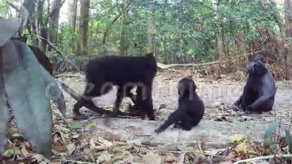 印度尼西亚苏拉威西的Celebes冠斑猴家族视频的预览图