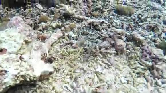 白色剥去了珊瑚礁上的莫雷纳视频的预览图