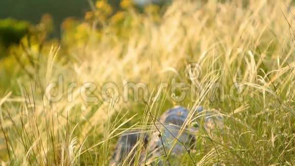日落时在田野里的小穗子日落时草的质地视频的预览图