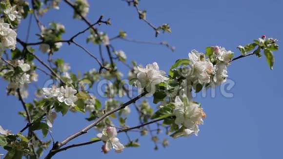 花苹果树苹果树上美丽的花朵春天的花朵股票视频视频的预览图