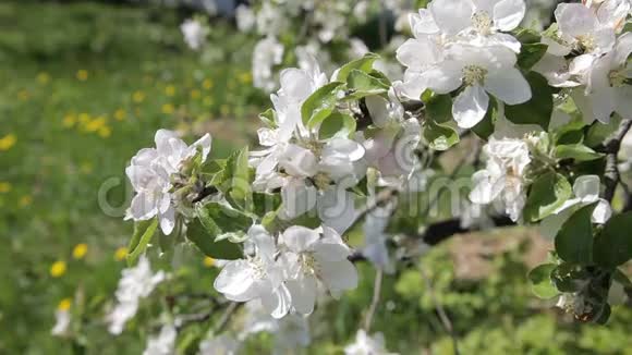 花苹果树苹果树上美丽的花朵春天的花朵股票视频视频的预览图