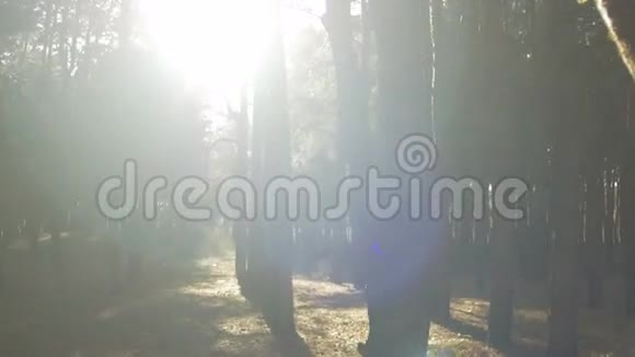树与太阳之间的森林运动视频的预览图