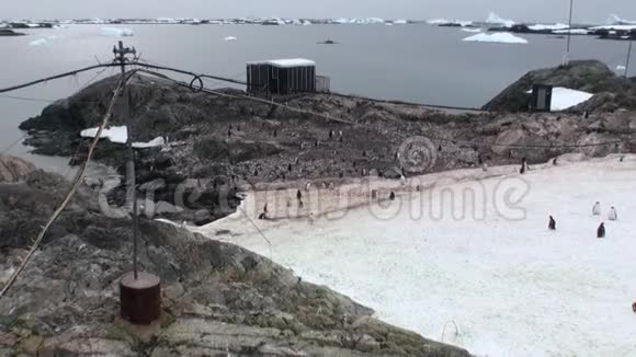 企鹅在南极科学站弗纳德斯基院士视频的预览图