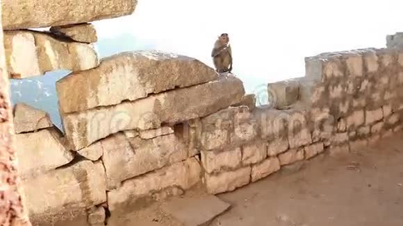猴子坐在石墙上视频的预览图