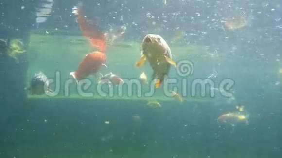 鲤鱼在水里视频的预览图