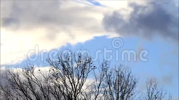 背景蓝蓝的天空云和乌鸦树冬天视频的预览图
