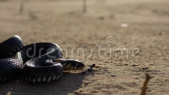海滩上美丽的草蛇视频的预览图