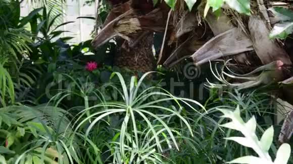 植物园里的热带植物和树木植物温室4k视频的预览图