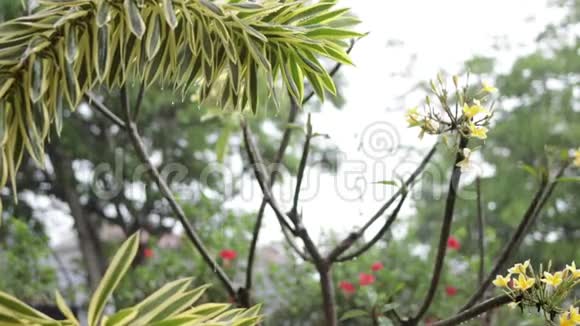 户外花园里的热带雨异国绿色和灰色背景巴厘岛雨季印度尼西亚视频的预览图