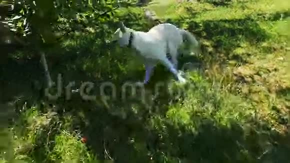狗在草地上奔跑视频的预览图