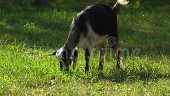 草地上的山羊山羊在绿色的草地上吃草视频的预览图