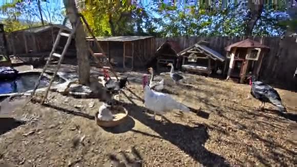 农场里的鸡鹅和鸭子视频的预览图