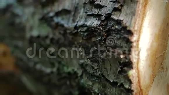 多利在森林中的树干被炸视频的预览图