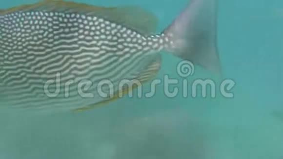 近距离的鱼在海底潜水视频的预览图